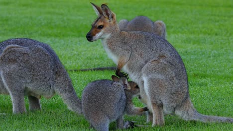 wallaby kangaroos graze in a field in australia 2