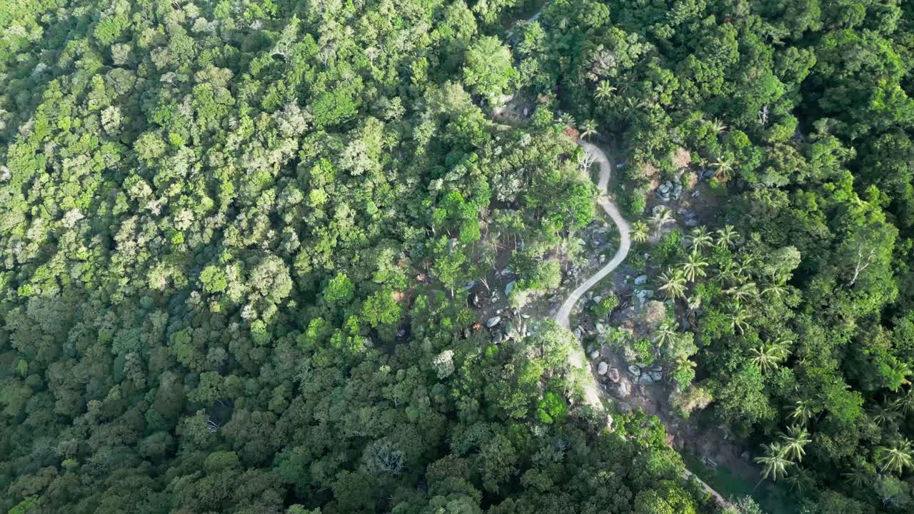 dron por encima de la carretera de campo estrecha en la naturaleza de la jungla de palmeras
