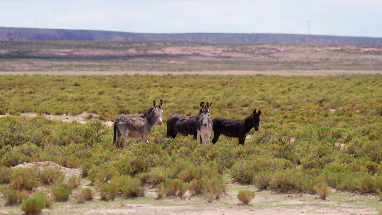 Grupo de burros selvagens vagando pelas planícies abertas do deserto de Siloli na Bolívia, estático médio