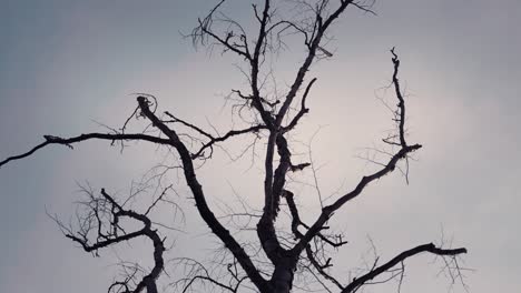 a silhouette of the dry dead tree against the gray sky