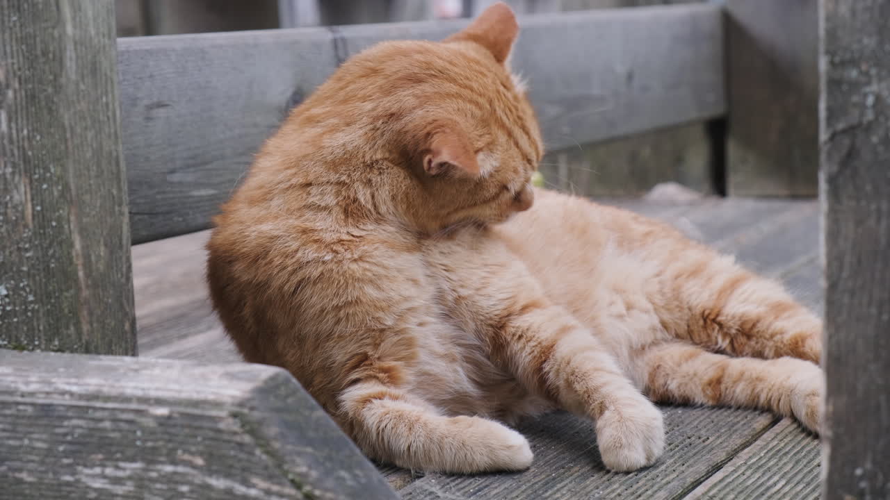 주황색 고양이를 쓰다듬는 소녀의 손, 아무도, 가까이