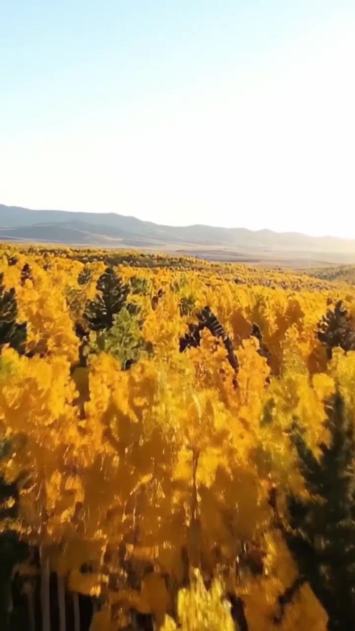 Vedute aeree di una foresta dai toni dorati in autunno: Paesaggio mozzafiato che mostra alberi rigogliosi baciati dalla calda luce del sole, catturando l'essenza della bellezza autunnale.