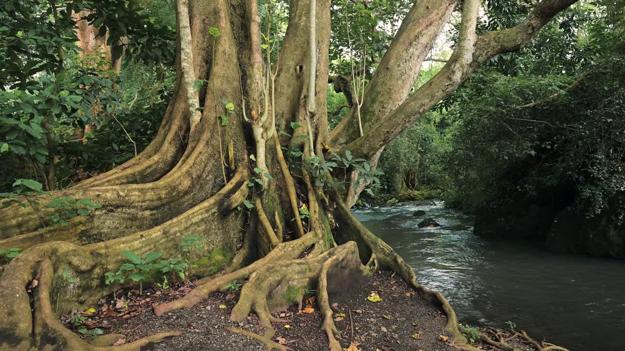 grandes raíces de árboles de butres retorcidas junto a un río que fluye en el paisaje del bosque tropical en áfrica, el paisaje de vegetación exuberante en el parque nacional de kilimanjaro en tanzania en la escena africana de árboles verdes y naturaleza