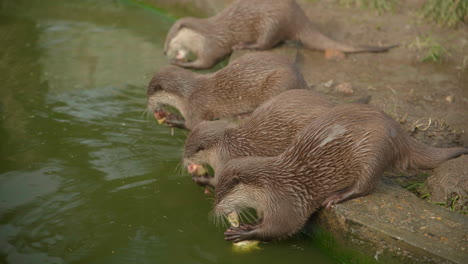 otters eating chicken meat in zoo feeding k