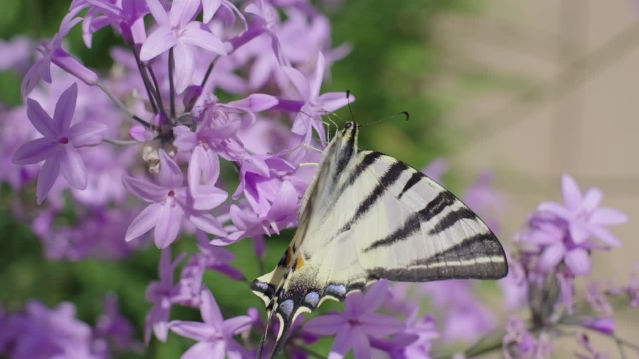 primer plano de la mariposa en las flores lilas