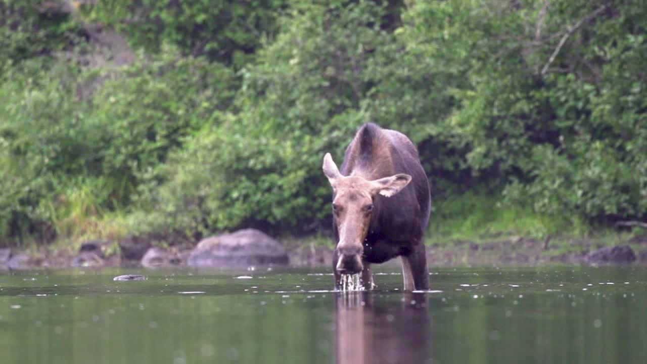 замедленное движение