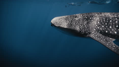 Whale-shark-mouth-opens-slowly-with-snorkelers-swimming-behind-in-distance-at-surface