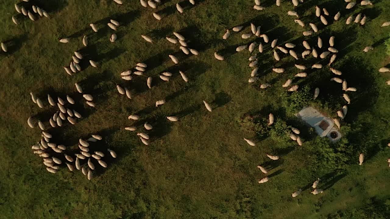 Vista aerea con zoom su centinaia di pecore bianche che pascolano su un prato.