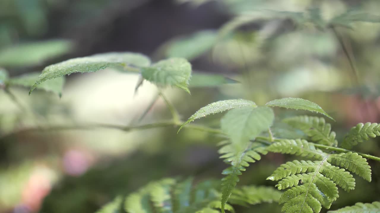 Raindrops Falling Unto Forest Plants In A Quiet Summer Day In Obersee Switzerland - close up