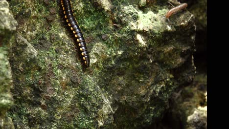 a cyanide millipede and a blunt-tailed snake millipede crawl across a rock face