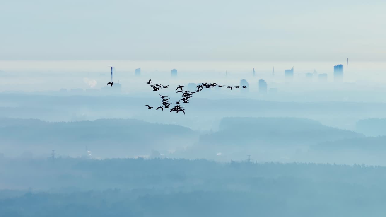 Majestic geese glide, morning mist, silhouettes visible against Riga’s skyline