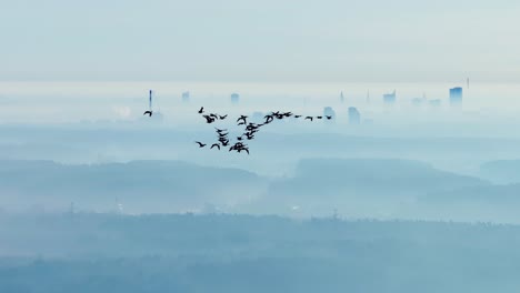 majestic geese glide, morning mist, silhouettes visible against riga’s skyline