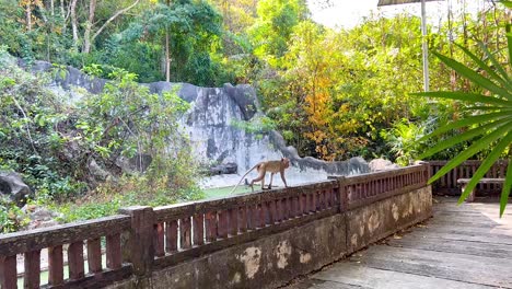 monkey strolls along railing in lush zoo setting