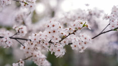 blooming tree brunch with flowers. floral spring background branch of tree with blooming flowers