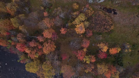 Tiro-De-Drone-De-Rotación-De-Bosque-De-Otoño