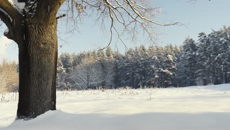 Paisaje-De-Invierno-Nevado-Con-Nevadas-Relajantes-En-Un-Día-Soleado