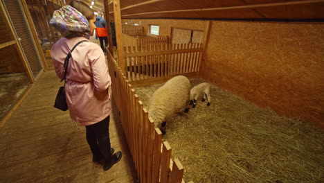 woman in winter clothes feeding a playful baby sheep and his mother inside a pen