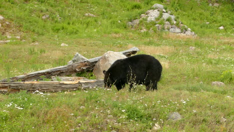 orso che fruga in un prato con fiori, sassi e assi di legno