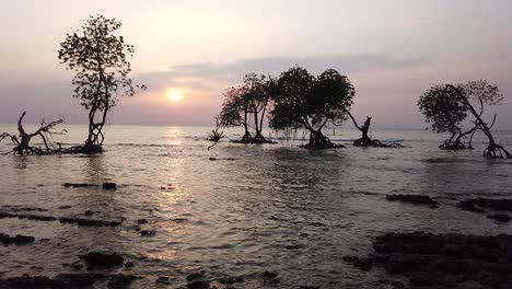 夕陽時從右到左的景色,有陰影的紅樹林和溫柔的波浪