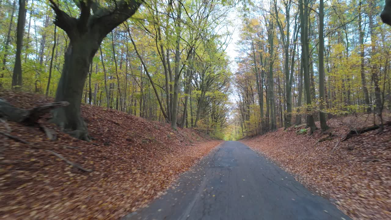 A quiet road through a beech forest in autumn surrounded by fallen leaves and tall trees