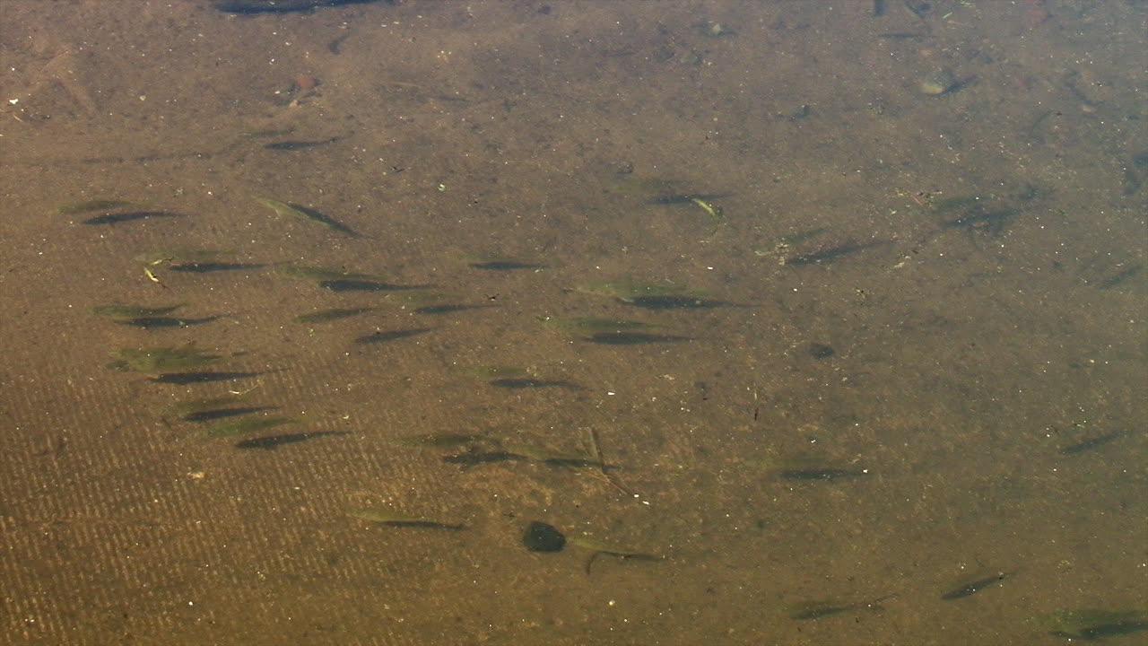 보트 선착장 그림자는 해변에서 수영하는 작은 무리의 아기 물고기를 겁나게 합니다 - 슬로우 모션
