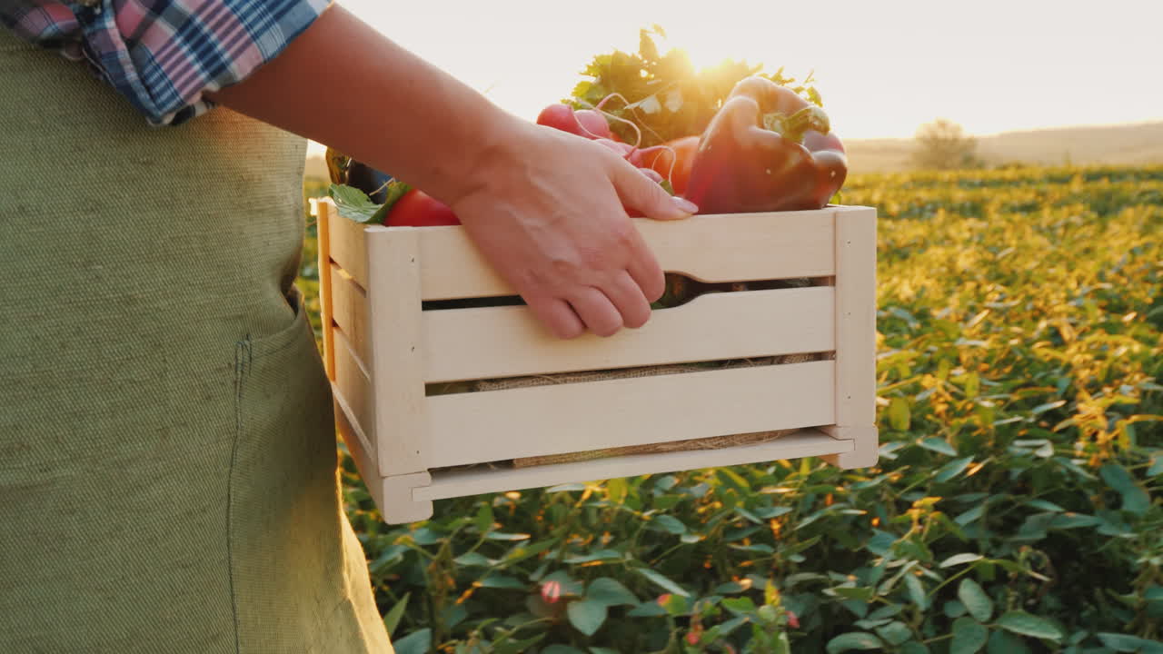 농부는 신선한 야채와 함께 나무 상자를 들고 일몰 신선한 야채에 들판을 따라 간다