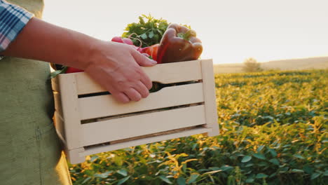 el agricultor lleva una caja de madera con verduras frescas recorre el campo al atardecer verduras frescas
