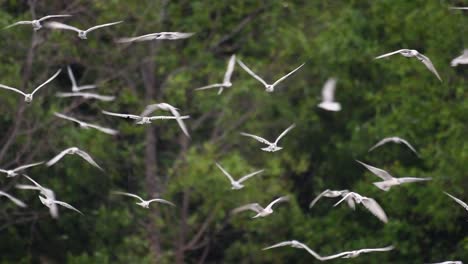 Terns-are-seabirds-that-can-be-found-all-throughout-the-world-at-sea,-rivers,-and-other-wider-bodies-of-water