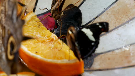 Verschiedene-Schmetterlinge,-Die-Orangensaft-Von-Der-Futterstelle-Im-Hinterhof-Essen