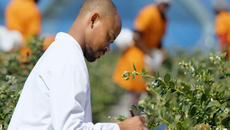 Man-writing-on-clipboard-in-blueberry-farm-4k