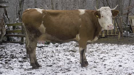 a white cow with brown spots in a stable. the cow is in a stable with animals. the cow stands still and looks