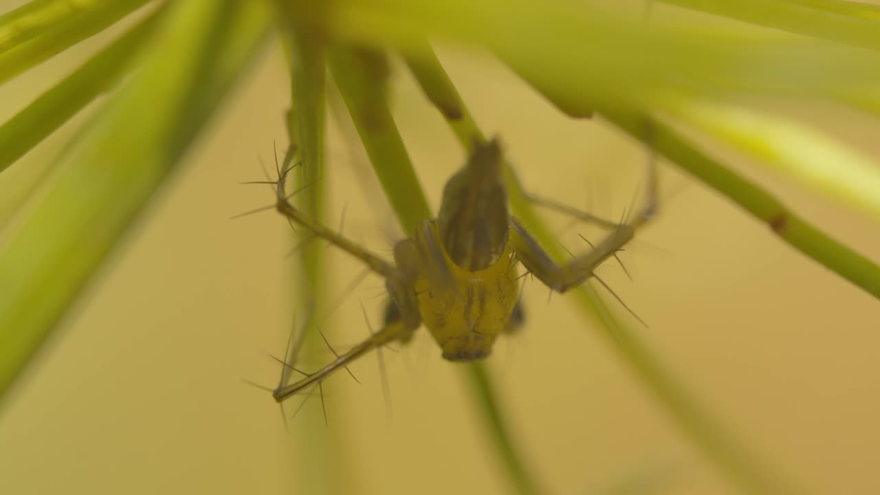 macro de un insecto de patas largas con patas de espiga debajo de una planta en un estanque en tailandia - bicho espeluznante