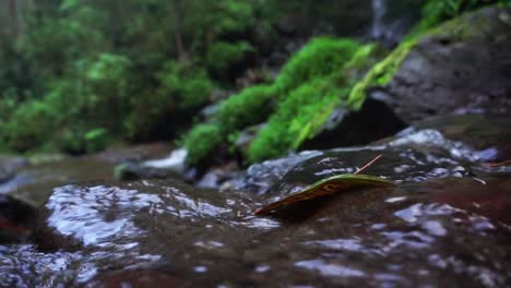 close up shot of tropical water stream on rocky river surrounded by deep rainforest of indonesia