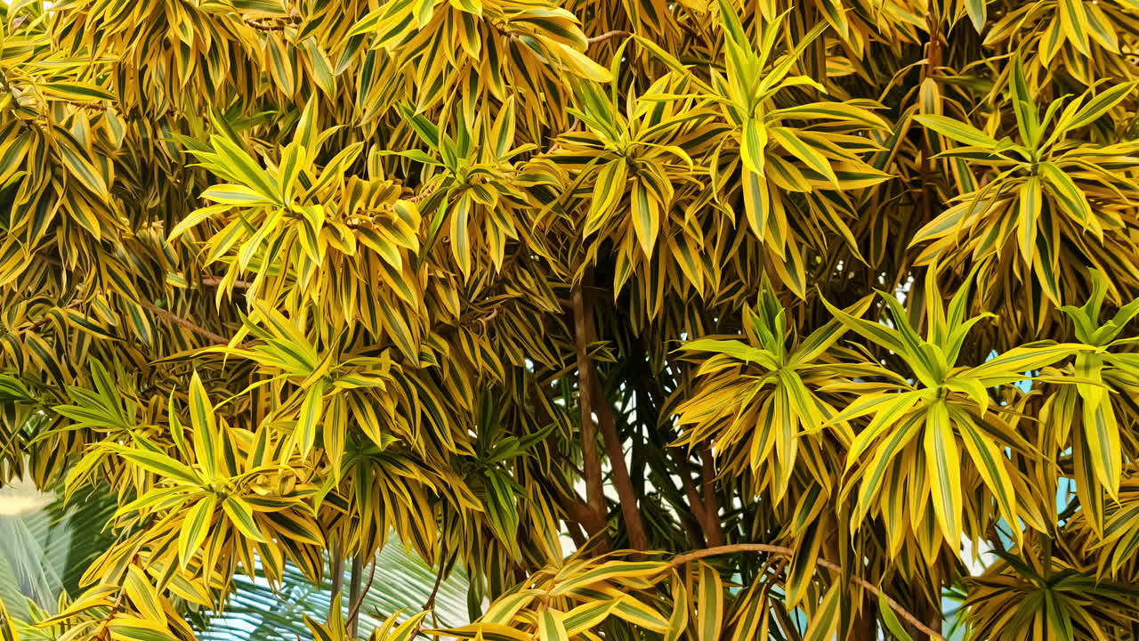 Dense Ornamental Plant Of Dracaena Reflexa, Song Of India. Zoom In Shot