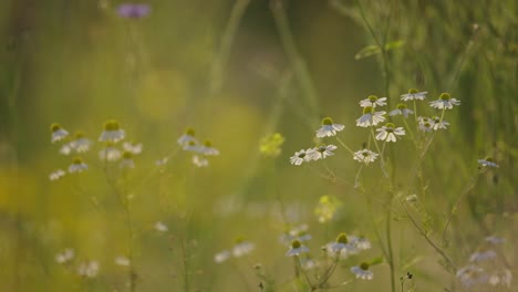 white flowers of chamomile plant swaying in breeze in meadow,