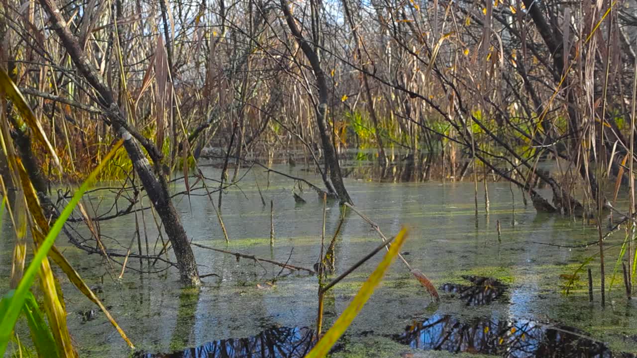 panning footage of close up or close up bog or marshland green and brown plants during autumn time growing out of the water while sun shines on them. Water is reflective and has green duckweed on it.