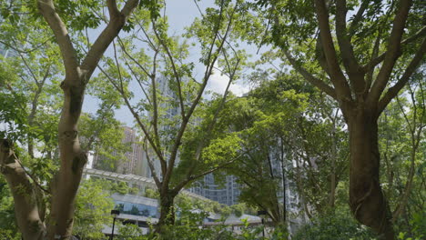 tilt up dolly tropical trees blocking views of apartment building homes in hong kong