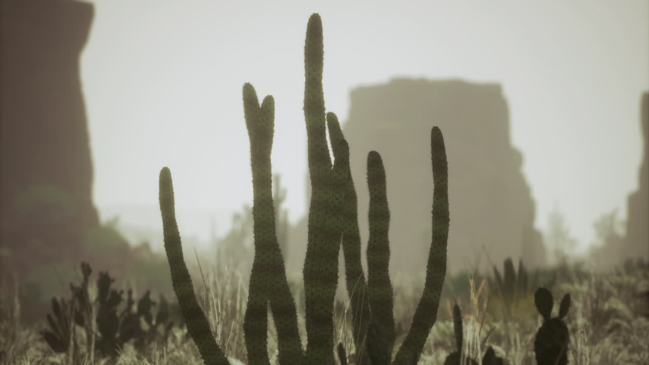 siluetas de cactus contra el horizonte del desierto durante la luz de la hora dorada