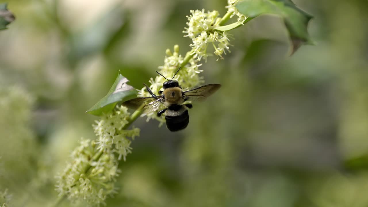 Carpenter Bee Pollinating Delicate White Wildflowers Outdoors