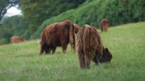 few highland cows in green field