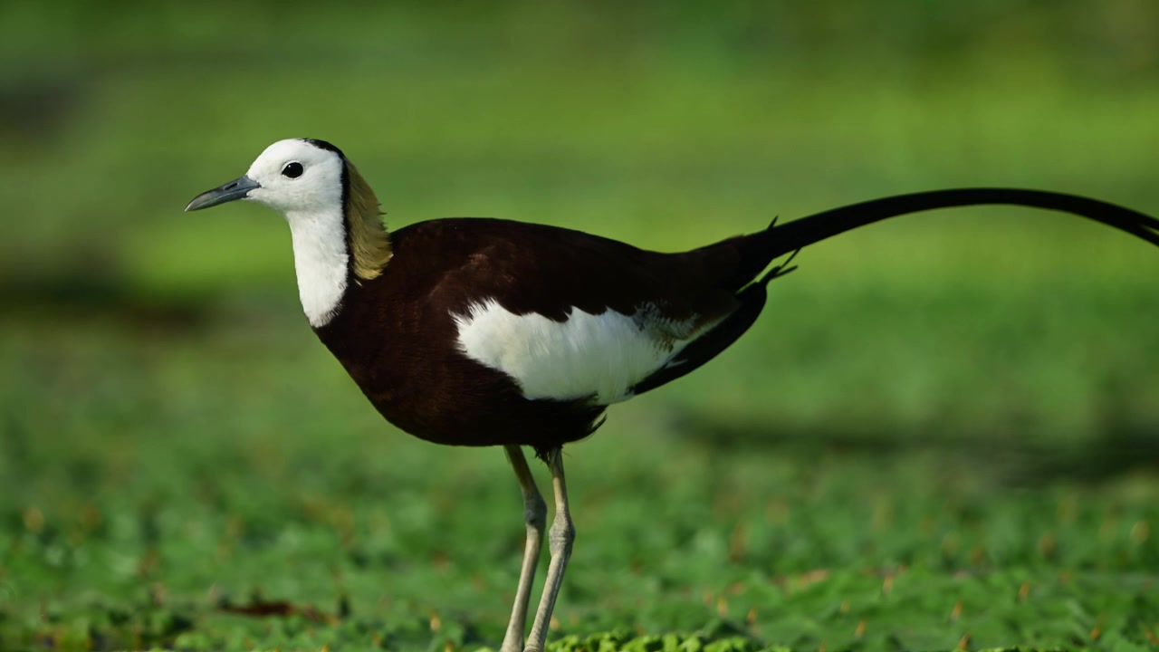 Una bellissima Jacana dalla coda di fagiano selvatica allunga il collo per emettere un richiamo vocale acuto mentre si erge con grazia su uno spesso strato di lenticchia d'acqua verde