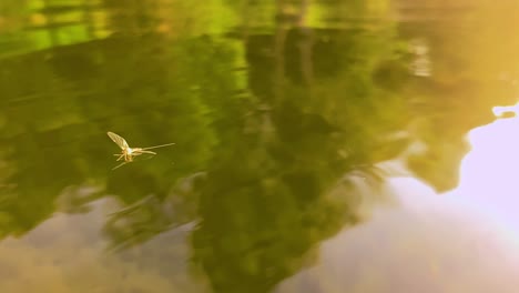 a mayfly floats on the water with sunset in background