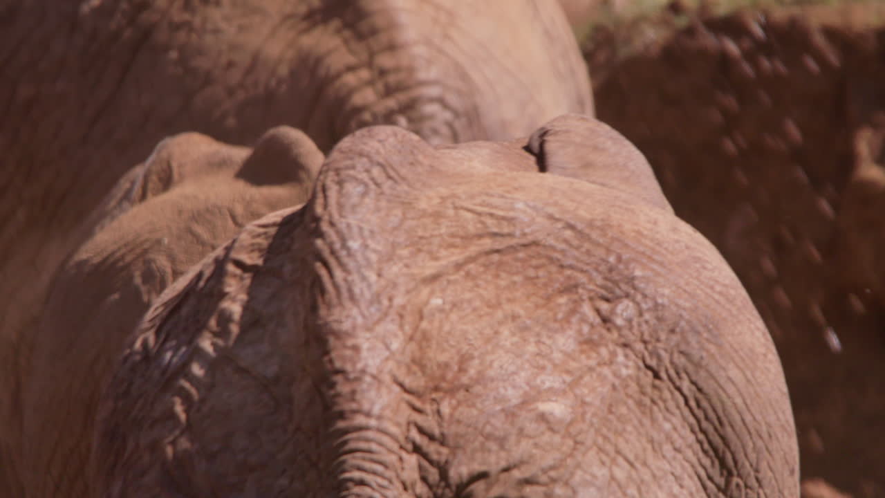 Elefante africano della savana ripreso di spalle mentre defeca nella savana.
