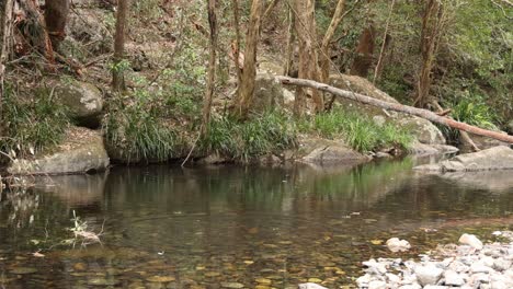 un arroyo sereno fluye a través de un bosque exuberante