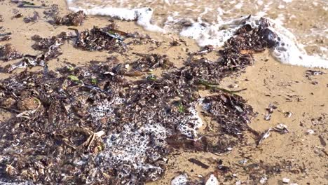 a-Slow-motion-shot-of-seaweed-on-the-beach-can-be-seen-washed-by-the-waves-of-the-ocean