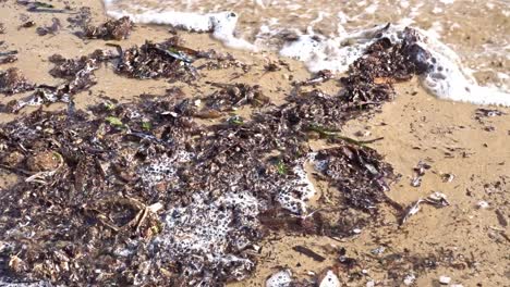 a slow motion shot of seaweed on the beach can be seen washed by the waves of the ocean