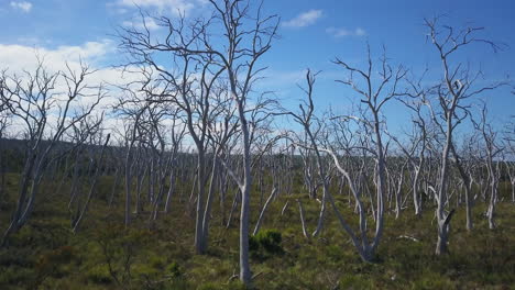fuego koala torquay great ocean road pan up drone cinemática bosque por taylor brant película