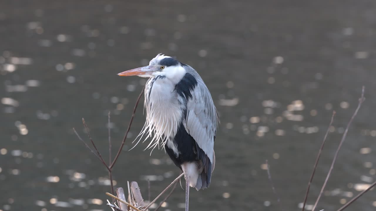 наблюдая за тишиной цапли рядом с озером