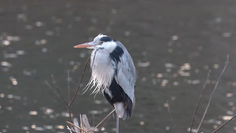 observando la quietud de una garza junto a un lago