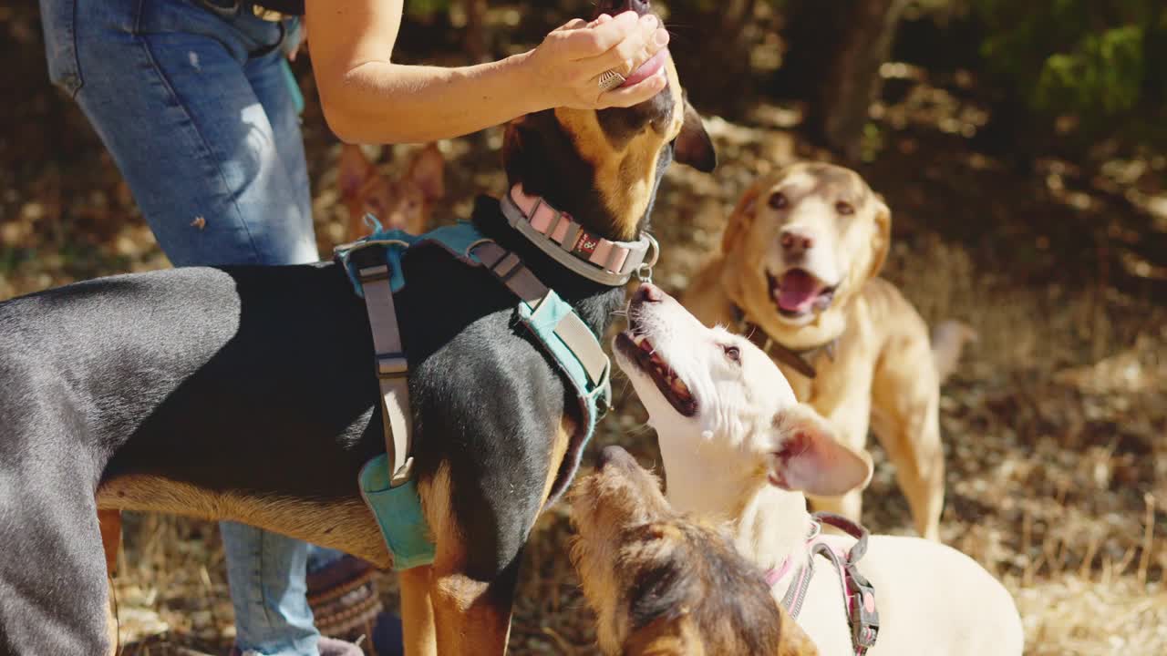A person interacting with multiple happy dogs in an outdoor park setting
